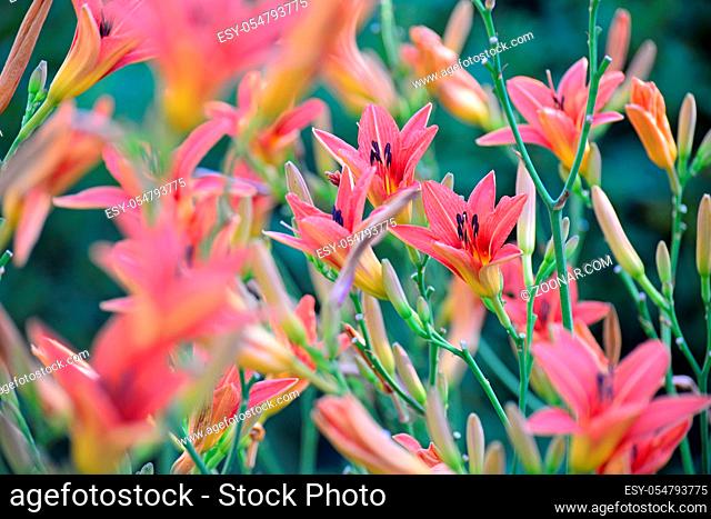 A Beautiful pink lilies in the garden