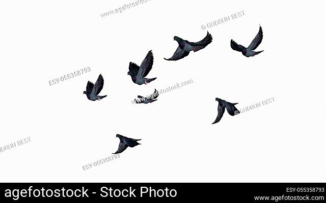 flying pigeons - isolated on white background - 3D illustration
