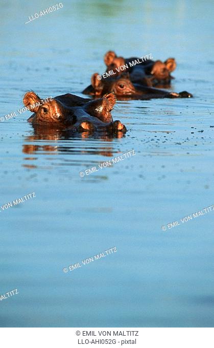 Three Hippopotami Hippopotamus amphibius Wallowing in the Water  Nkasa Rupara National Park, Eastern Caprivi, Namibia