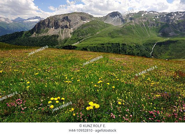 Alpine meadow, flower pattern, alpine flowers, alpine pasture, flowers, blossoms, plants, alpine plants, Curtginatsch, mountains, Piz Vizzan, Piz Calandari