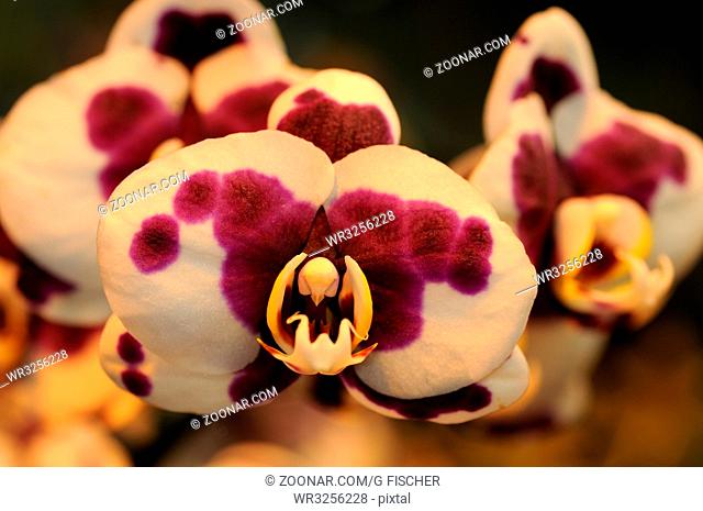 Tropischer Doritaenopsis Orchideen-Hybrid / Tropical Doritaenopsis orchid hybrid