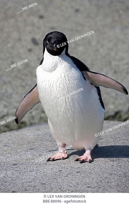 Adelie Penguin standing in the sun (Petermann Island, Antarctica)