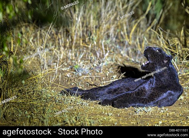 Afrique, Afrique de l'Est, Kenya, Comté de Laïkipia, Extrémement rare photo d'une Panthère noire ou Léopard noir d'Afrique (Panthera pardus pardus)