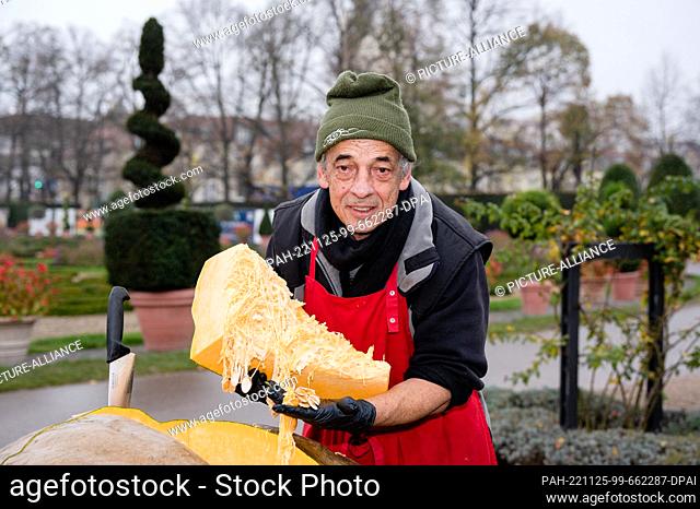 25 November 2022, Baden-Wuerttemberg, Ludwigsburg: Salazar Humberto is a cook and responsible for the pumpkins. Finally, it's time for them to get their skins...