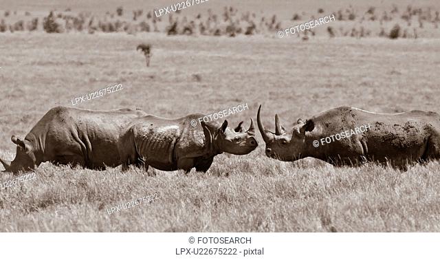 Two rhino sniffing each other in greeting ritual, with third rhino nearby, panorama desaturated image, Lewa Downs, Kenya, East Africa