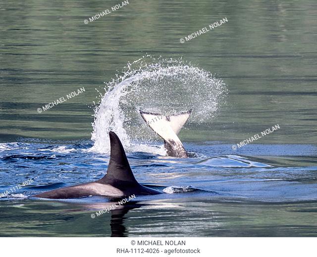 Resident killer whale, Orcinus orca, tail throw in Chatham Strait, Southeast Alaska, United States of America