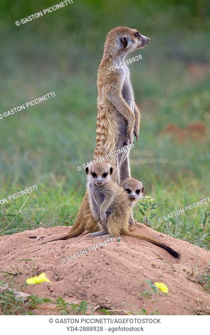 Suricate (Suricata suricatta) - Mother and youngs , watching. Always alert to the possible attack of a predator. While watching the rest of the group is...