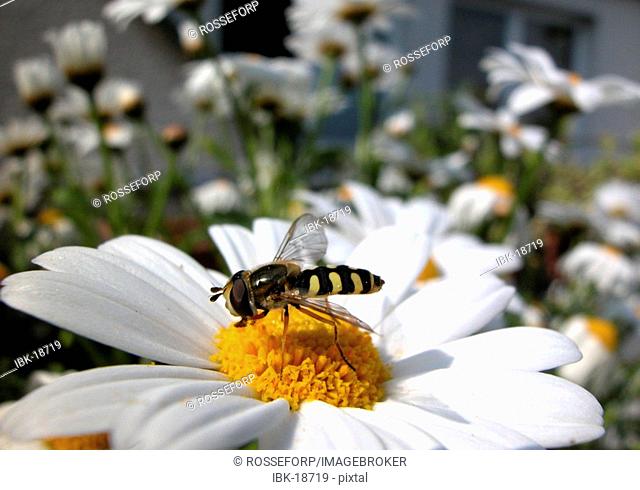 Wasp sitting on a marguerite