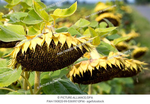 20 August 2019, Saxony-Anhalt, Gleina: Ripe sunflowers stand on a field in the Burgenlandkreis. Photo: Hendrik Schmidt/dpa-Zentralbild/ZB