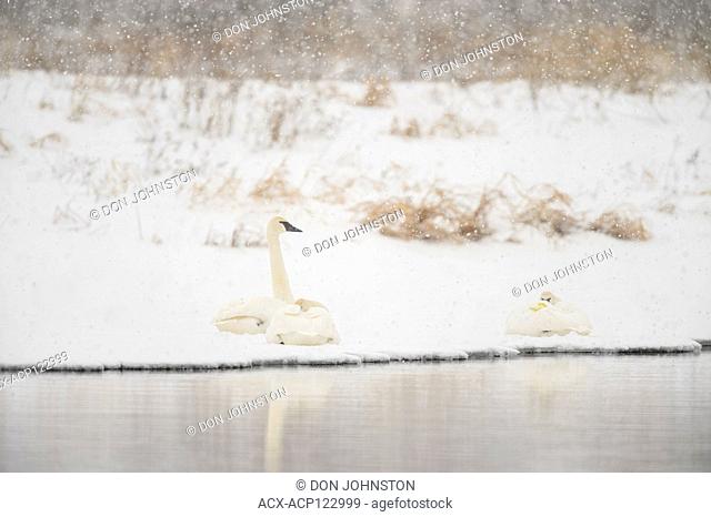 Trumpeter swan (Cygnus buccinator), Fielding Park Sanctuary, Greater Sudbury, Ontario, Canada