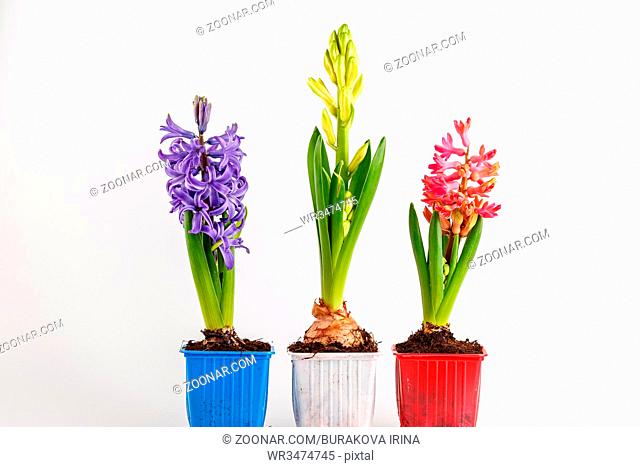 Colorful hyacinths in flower pots isolated on white