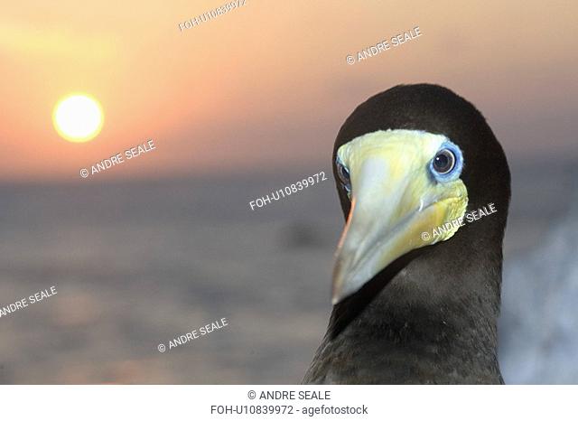 Male brown booby, Sula leucogaster, and sunset, St. Peter and St. Paul's rocks, Brazil, Atlantic Ocean