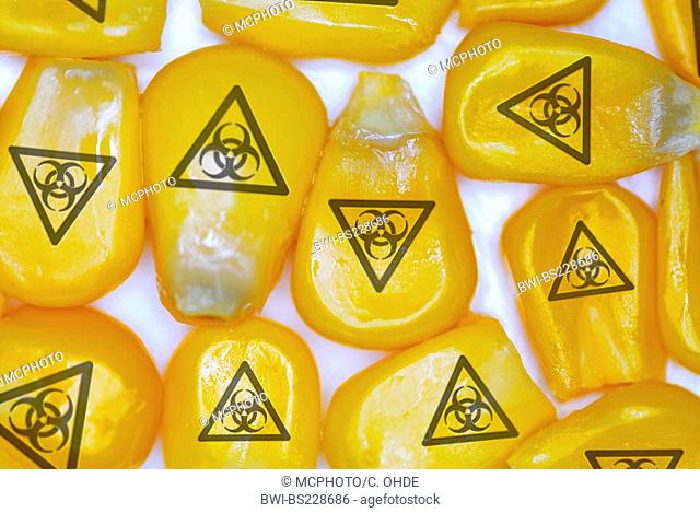 grains of maize with symbol for Biohazard