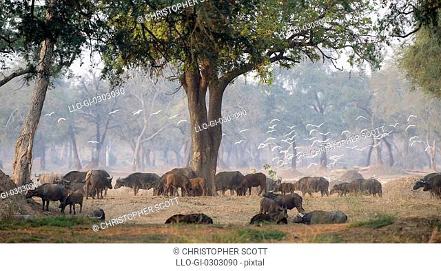Herd of buffalo Syncerus caffer grazing in Mana Pools National Park Mashonaland North Province, Zimbabwe