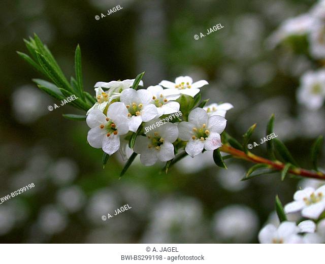 Cape May, White confetti bush, Aasbossie, Klipboegoe (Coleonema album, Diosma alba), blooming branch