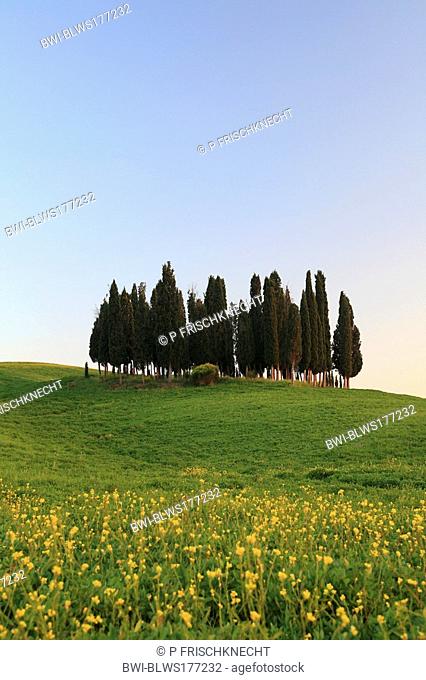 cypress group in grain field, Italy, Tuscany