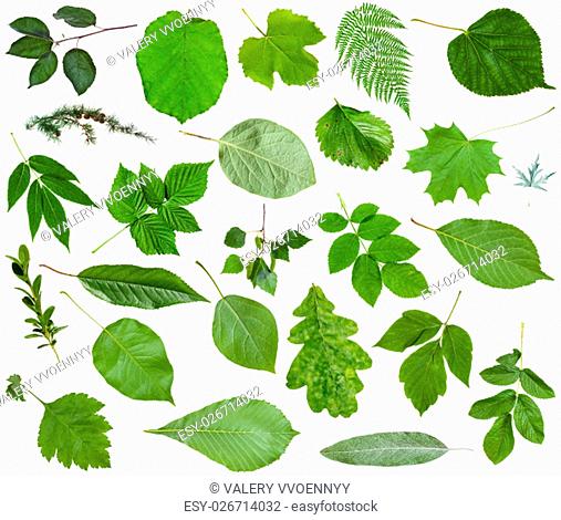 set of varuious green leaves isolated on white - apple, fern, hazel, larch, oak, birch, dog-rose, quince, buxus, strawberry, grape, cherry, raspberry, rubus