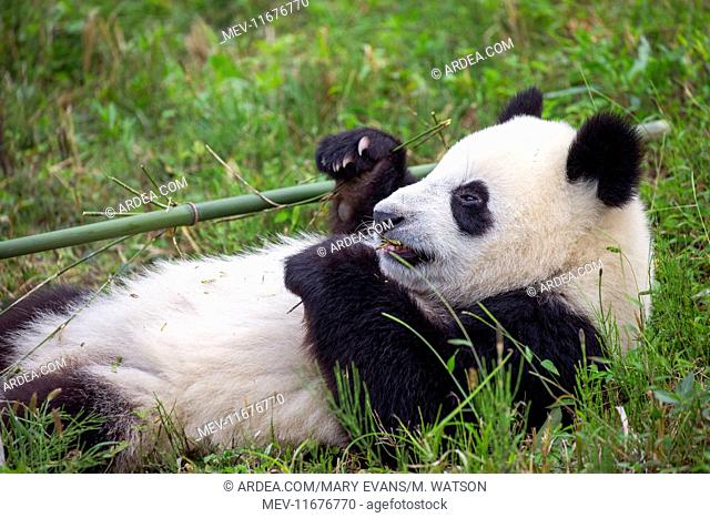 Giant Panda controlled conditions
