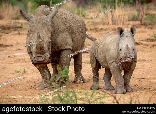 a baby rhino and his mother in the Kruger National Park South Africa