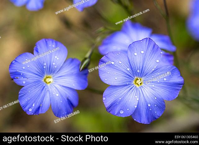 Close up of blue flax flowers (Linum narbonense) with drops of water in their petals
