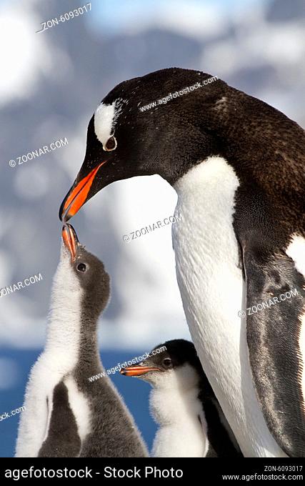 female Gentoo penguins and chicks during feeding