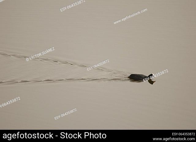 Eurasian coot Fulica atra swimming. San Lorenzo. Las Palmas de Gran Canaria. Gran Canaria. Canary Islands. Spain