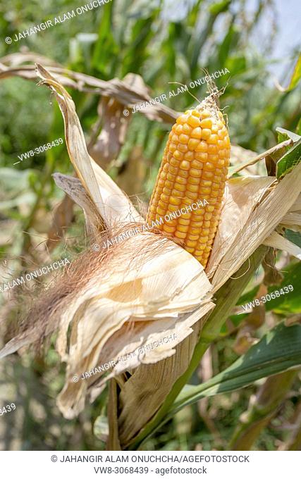 Maize in Bangladesh at most Third important cereal after rice and wheat. New crop: 3100 ha in 1900, 10000 ha in 1995, 202000 ha in 2009-2010