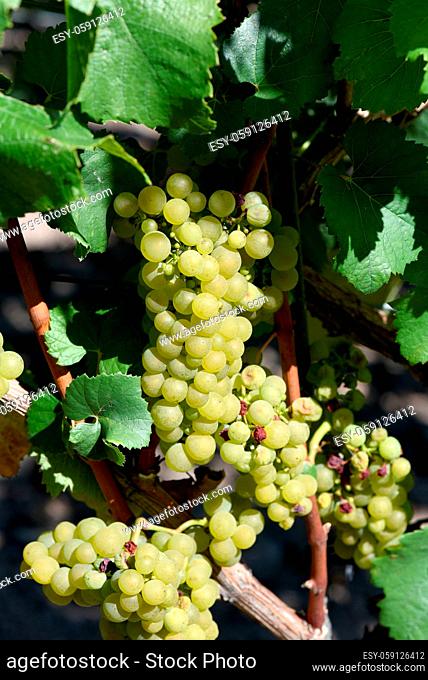 Der Muskateller ist eine Weissweinsorte, die hauptsaechlich am Rhein und an der Mosel zu Wein vergoren wird. The Muskateller vine is a white wine variety