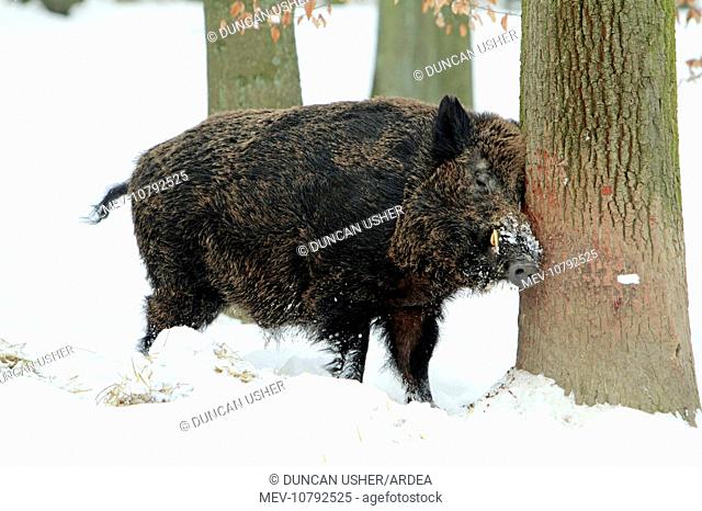 European Wild Pig / Boar - male scratching head against tree stem - in snow covered forest (Sus scrofa)