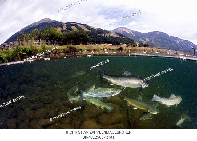 Half-half shot, Lake Grüblsee with swarm, Brook trout (Salvelinus fontinalis) and Rainbow trout (Oncorhynchus mykiss), Lake Grüblsee, Styria, Austria