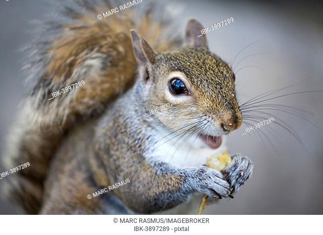 Eastern Gray Squirrel or Grey Squirrel (Sciurus carolinensis) feeding, Louisiana, United States