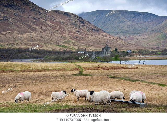 Domestic Sheep, Scottish Blackface, flock, standing at trough, with freshwater loch, castle ruin and hills in background, Loch Awe, Kilchurn Castle, Dalmally
