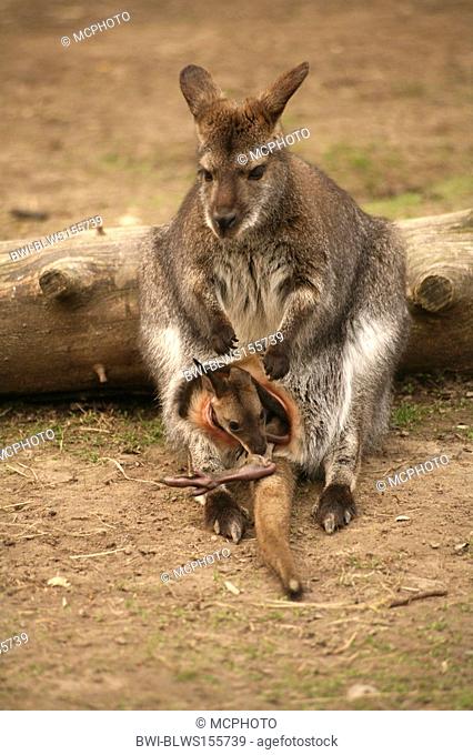 red-necked wallaby, Bennettï½s Wallaby Macropus rufogriseus, Wallabia rufogrisea, with joey
