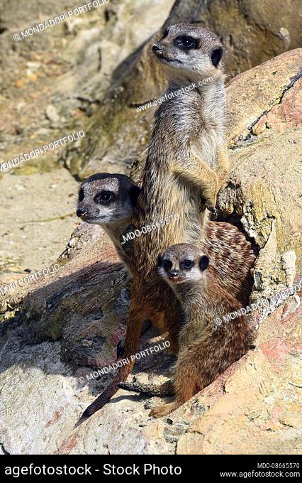 On the first of March, three meerkat Cubs were born that, in addition to being supervised by their parents, are also controlled by the brothers who act as...