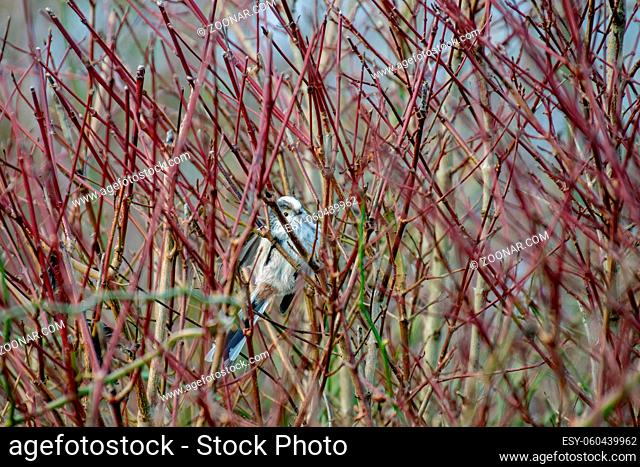 Long Tailed Tit watching from the thicket