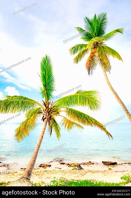 coast beach caribbean calm water with palm tree dominican view