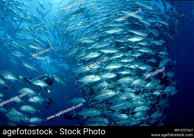 Bigeye Trevallies (Caranx sexfasciatus) and diver (Caranx elacate), Bigeye Trevallies and diver, Other animals, other animals, Fische, fish, Unterwasser