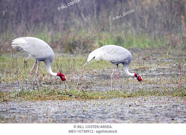 Sarus Crane - feeding in marsh (Grus antigone)