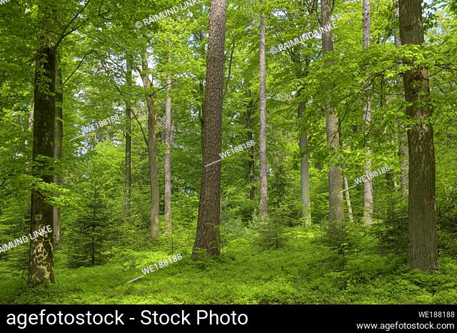 Beech tree forest in spring, Spessart, Bavaria, Germany