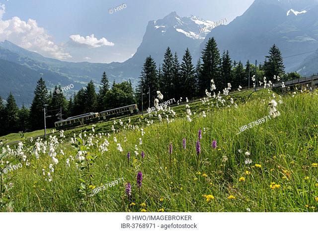 Mountain meadow, Wengernalp railway, behind Mt. Wetterhorn, Kleine Scheidegg, Canton Bern, Switzerland