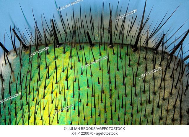 Microscopy as art  Detail of the abdomen of the greenbottle fly, lucilla caesar showing structure of hairs and metallic texture