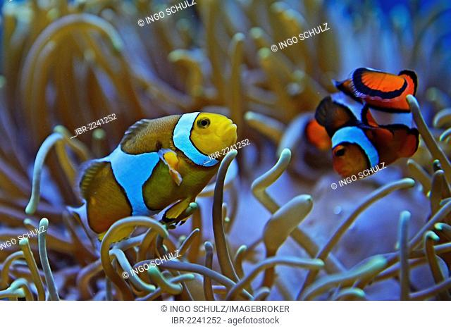 Ocellaris Clownfish, Clownfish or False Percula Clownfish (Amphiprion ocellaris), Nemo, living in symbiosis with anemone (Heteractis sp