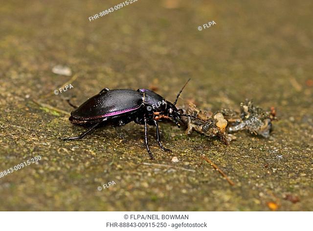 Violet Ground Beetle (Carabus violaceus) adult feeding on squashed slug with mites Eccles-on-Sea, Norfolk    September