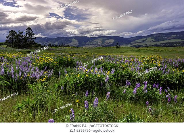 Columbia River Gorge, Oregon, USA; Balsamroot and Lupine wildflowers