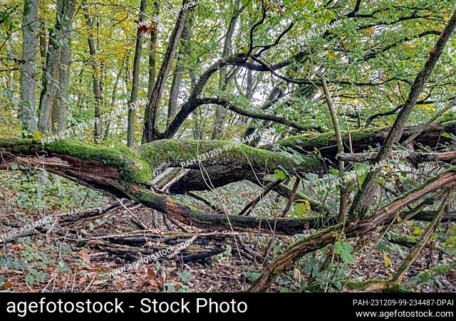 28 October 2023, Hesse, Wiesbaden: Fallen trees rot in the Taunus forest. Photo: Markus Scholz/dpa. - Wiesbaden/Hesse/Germany