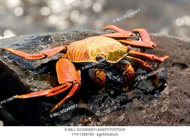 Sally Lightfoot Crab Red Rock Crab - Santa Maria Floreana o Charles Island - Galapagos Islands, Ecuador