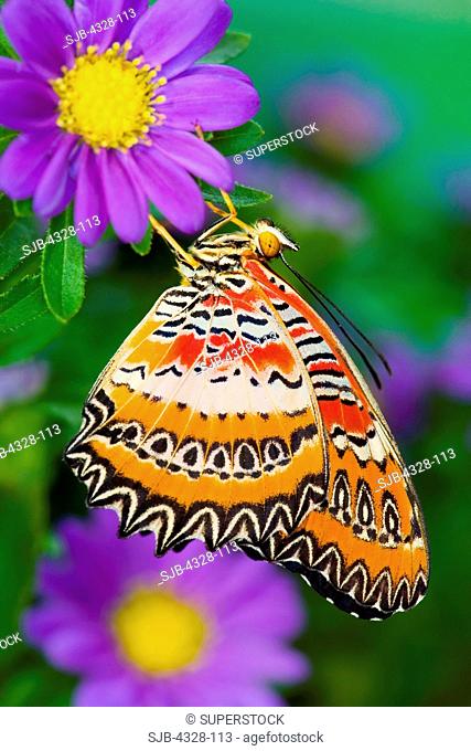 Common Lacewing Butterfly