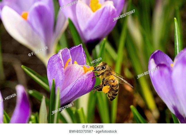 honey bee, hive bee (Apis mellifera mellifera), on a Crocus flower, Germany