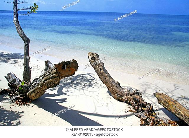 wooden trunks on the beach, Barú Peninsula, Caribbean Sea, Colombia