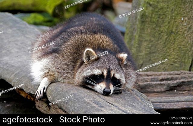 raccoon resting on the tree